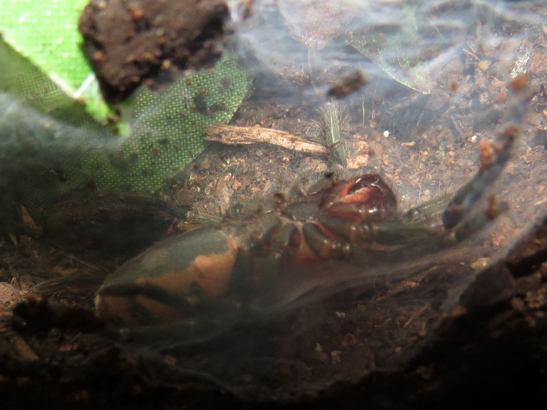 Molting (♀ Davus pentaloris 1.5")