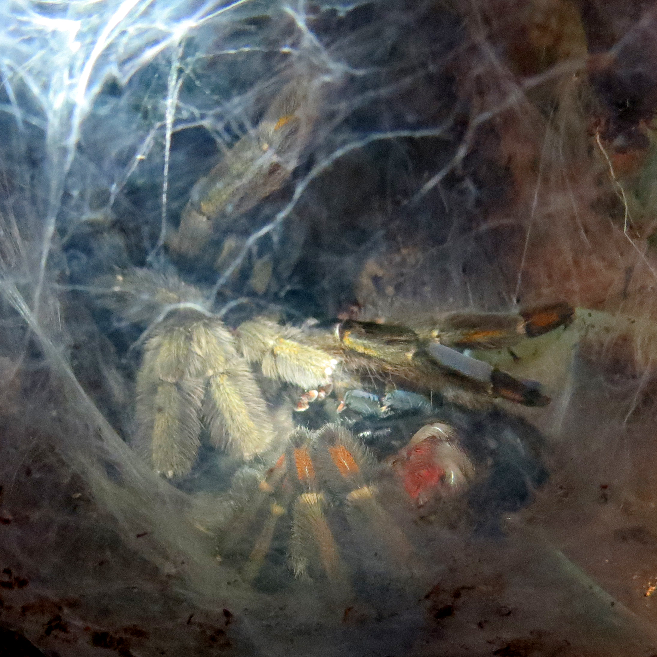 Molting (♀ Psalmopoeus cambridgei)