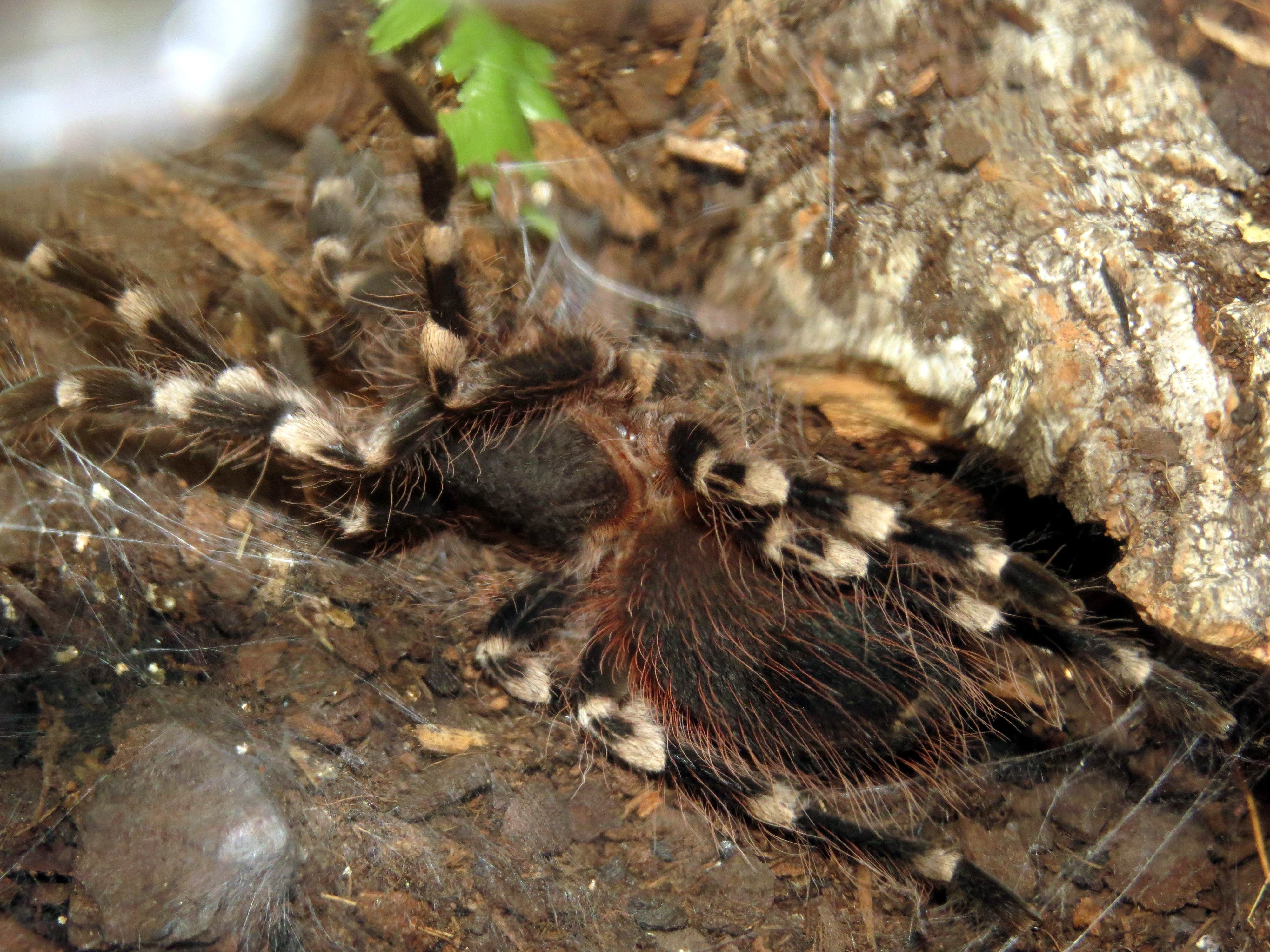 Molting (♂ Acanthoscurria geniculata 3")