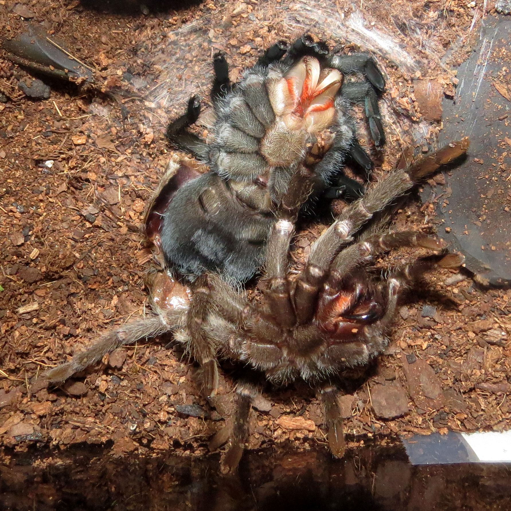 Molting Bulldozer (♀ Grammostola pulchra 3.5"+)