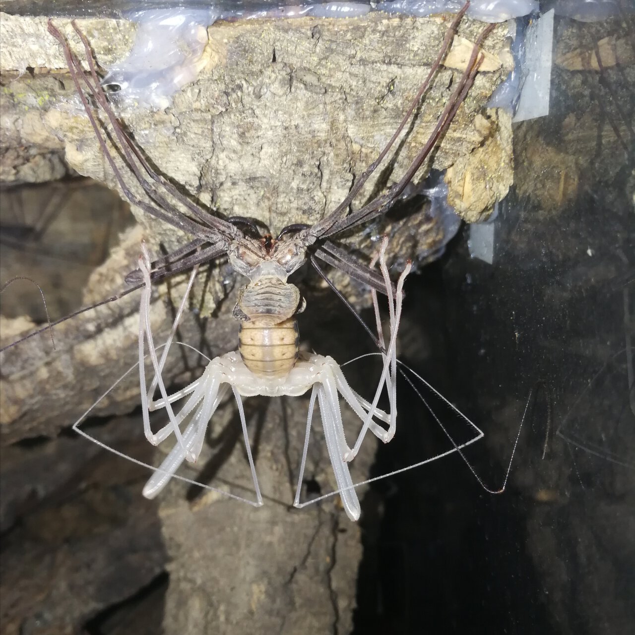 molting Euphrynichus bacillifer