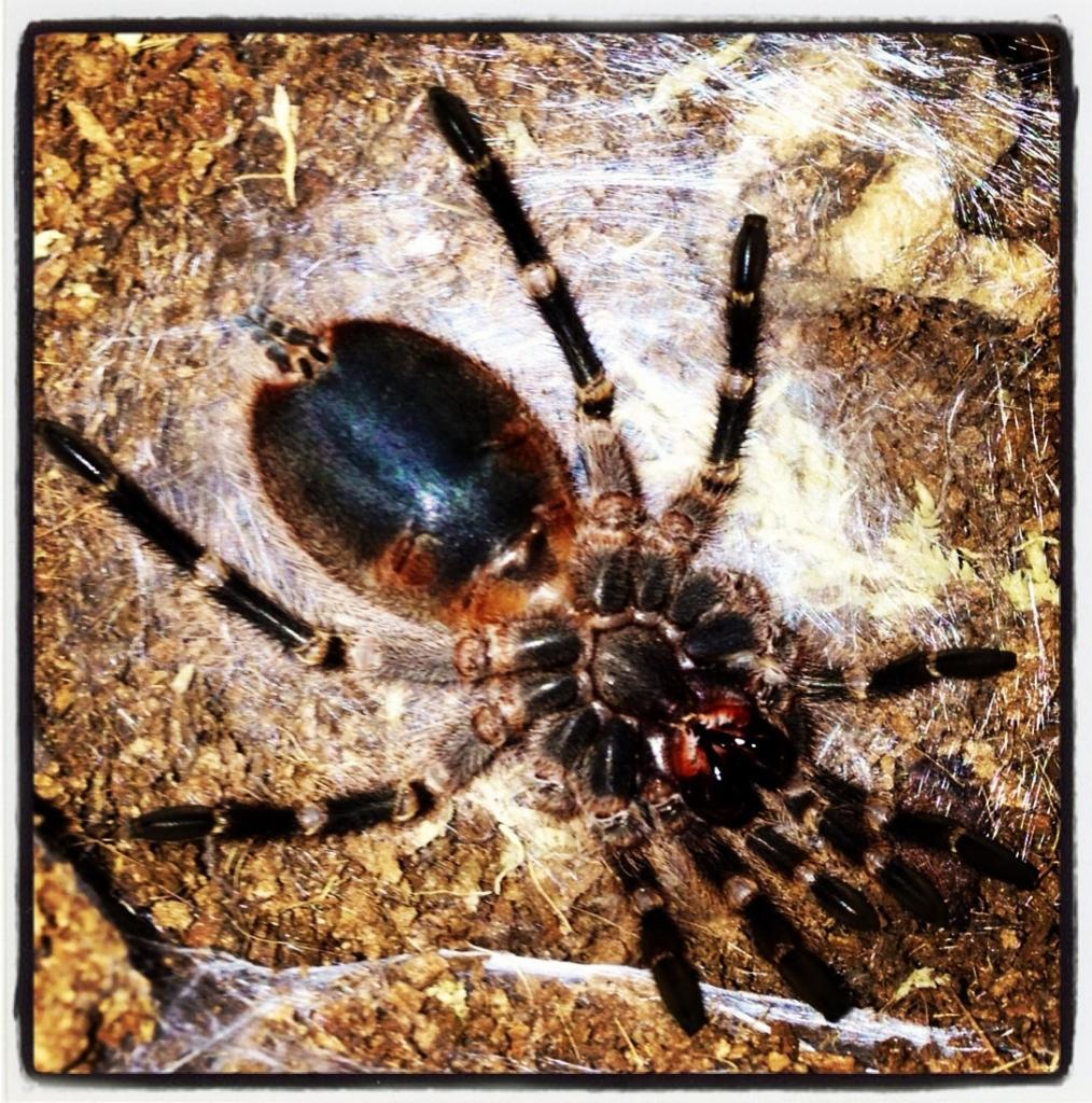 Molting G. pulchripes