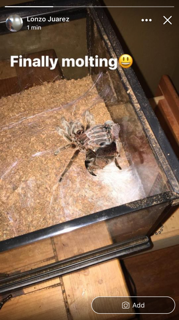 Molting Grammostola rosea