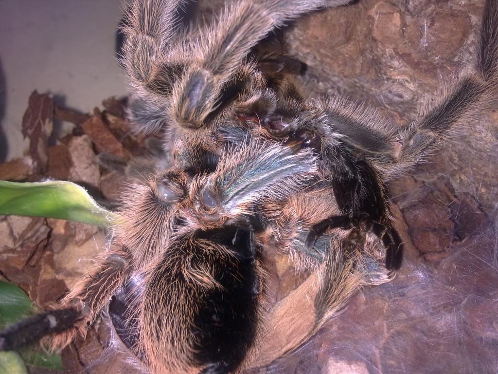 Molting Problems