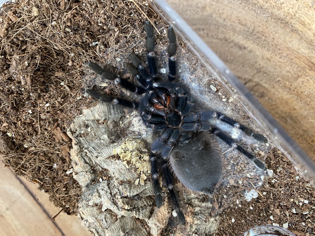 Molting Pterinopelma sazimai [1/3]