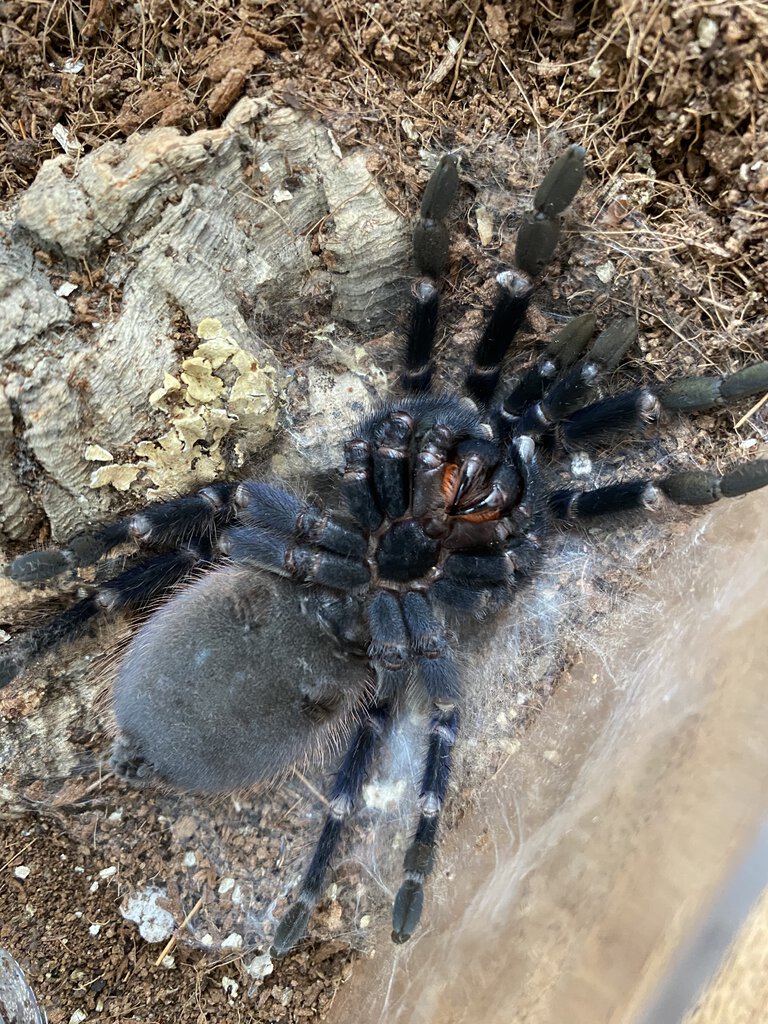 Molting Pterinopelma sazimai [2/3]