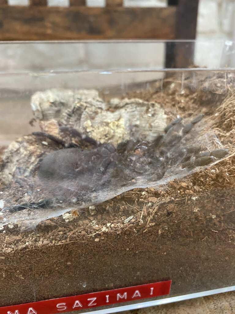 Molting Pterinopelma sazimai [3/3]