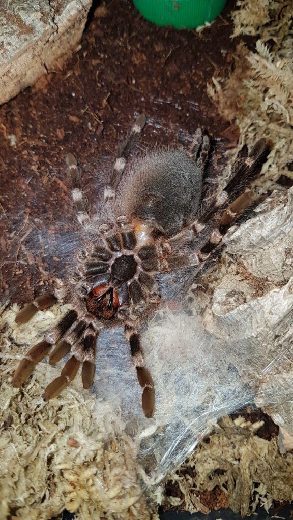 Molting time part 1
