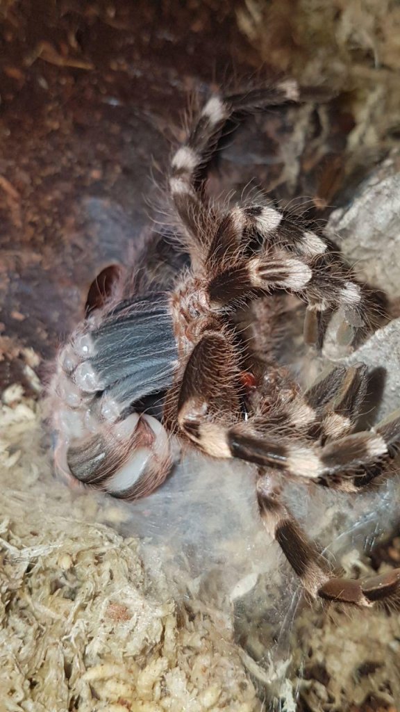 Molting time part 2