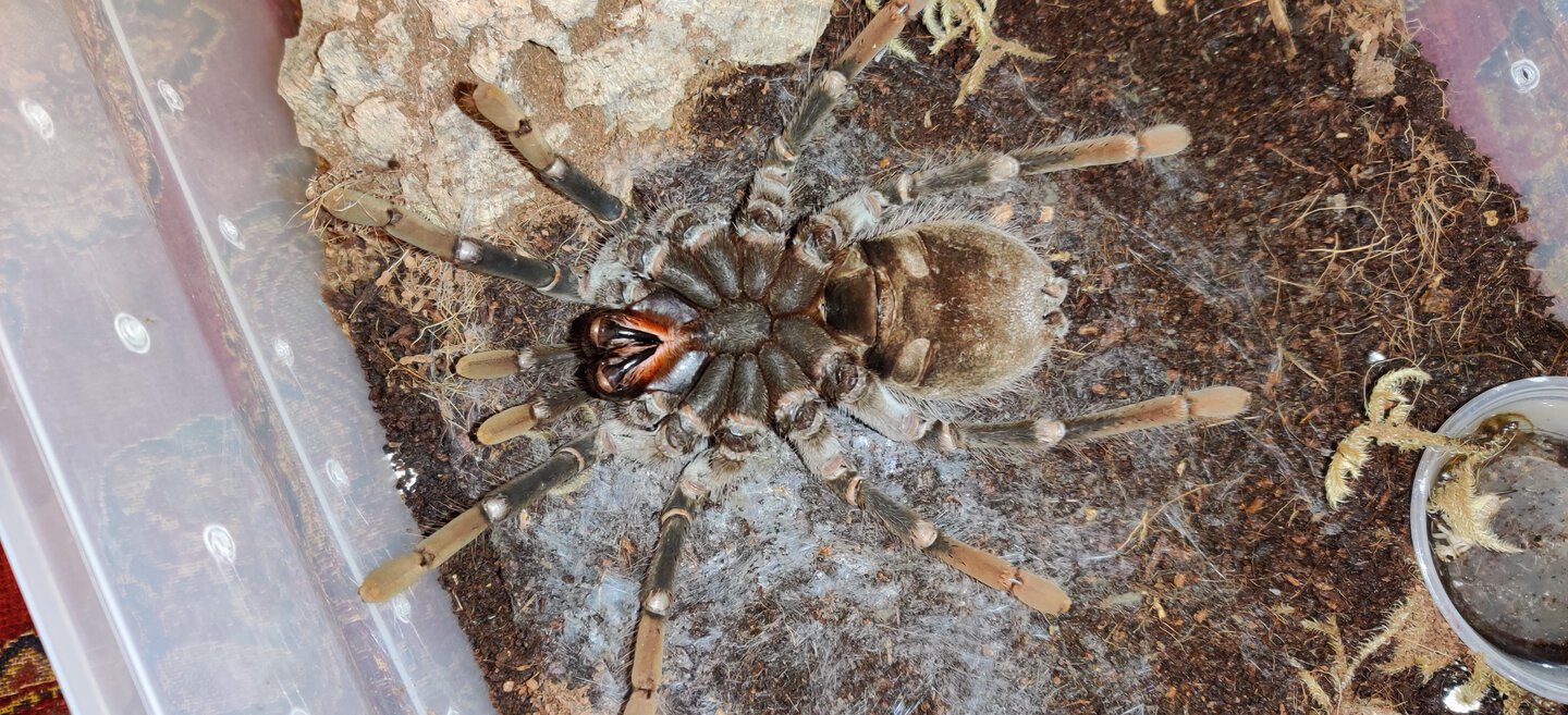 Molting Xenesthis