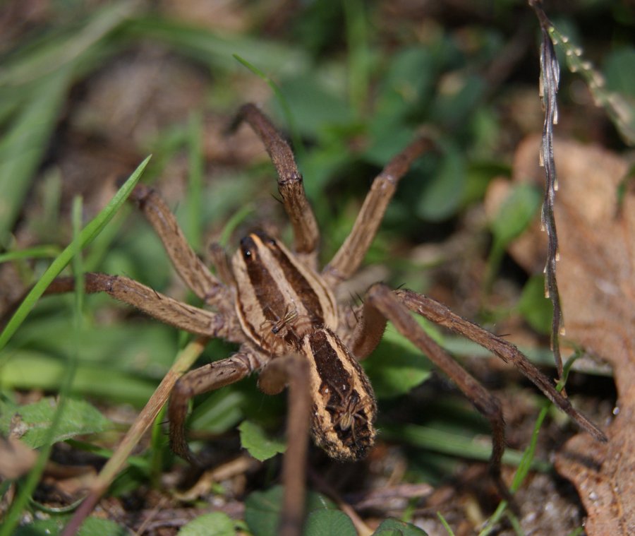 Mom and babies