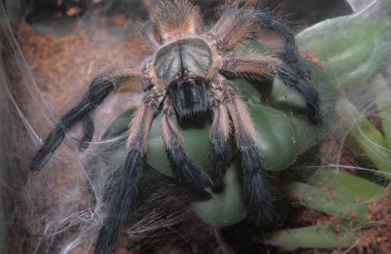 Monocentropus balfouri - 2+ inch female