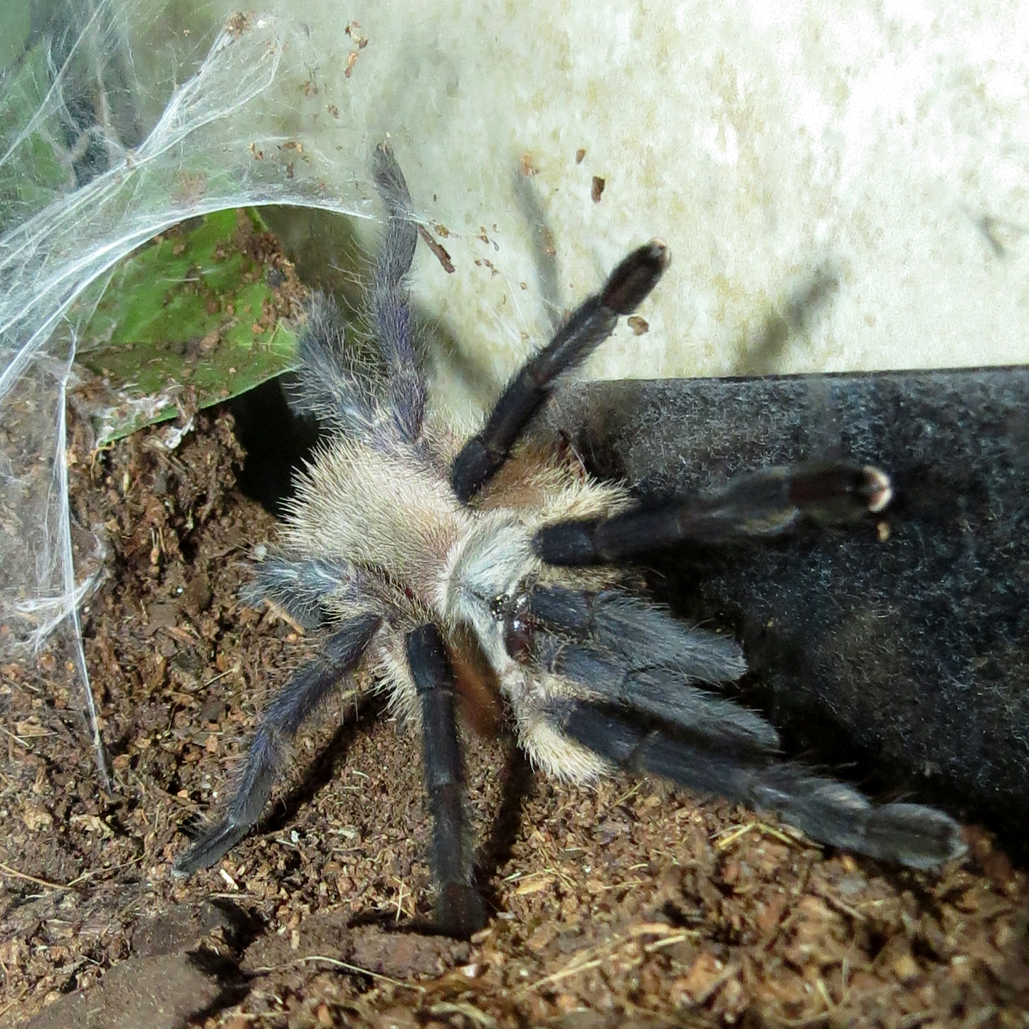 Monocentropus balfouri (3"+)