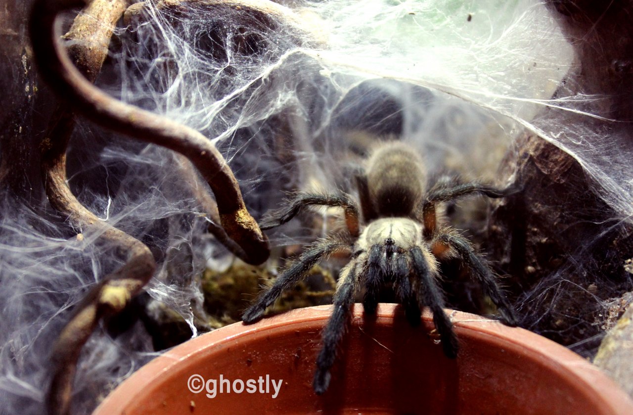 Monocentropus balfouri communal member at the water dish