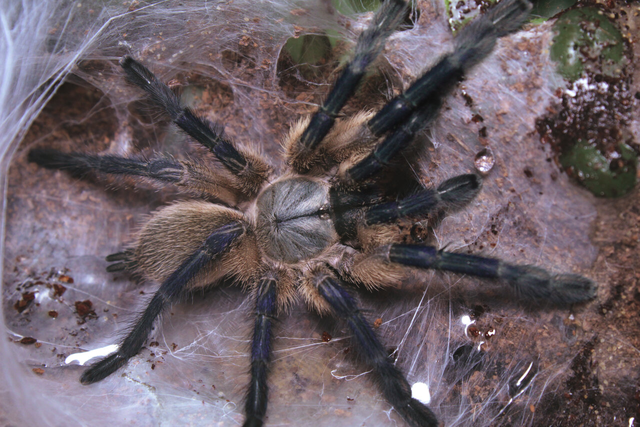 Monocentropus balfouri female - post molt