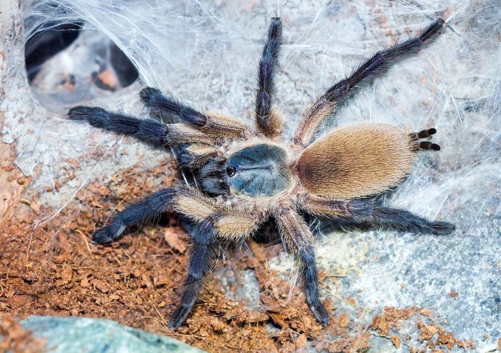 Monocentropus balfouri juv.