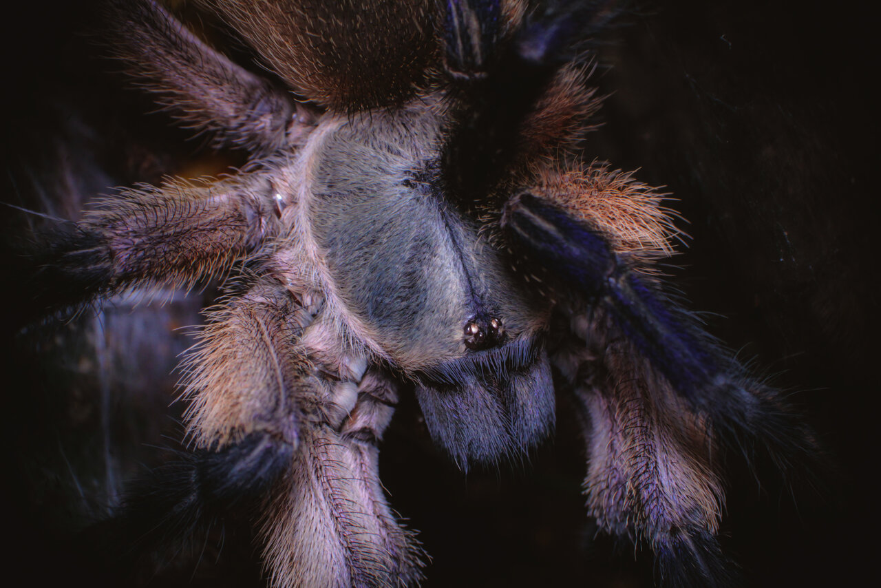 Monocentropus balfouri - juvenile female, portrait #1