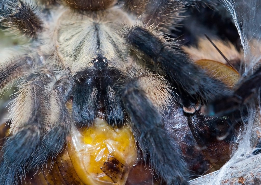 Monocentropus balfouri juvenile