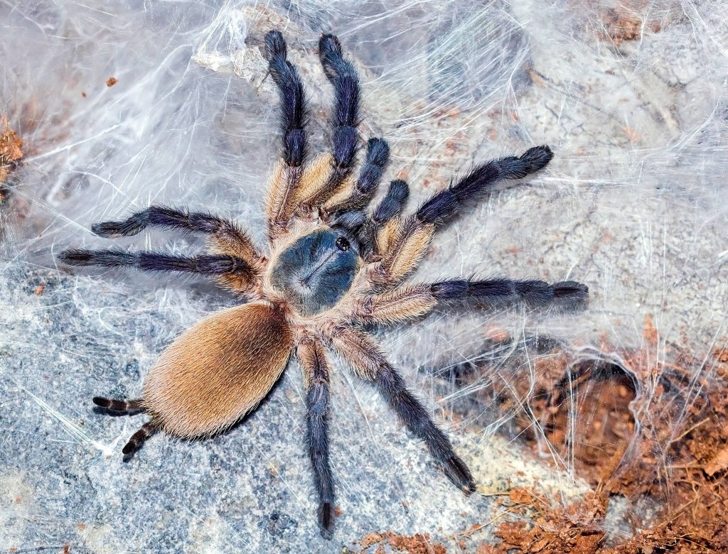 Monocentropus balfouri juvenile