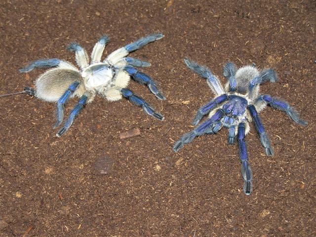 Monocentropus balfouri pair