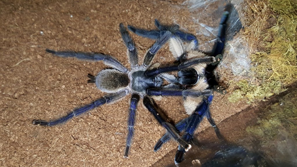 Monocentropus balfouri (Socotra Island Blue Baboon) breeding with female #1