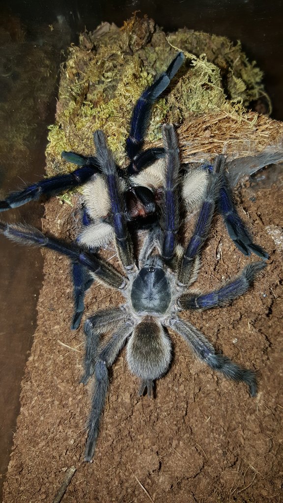 Monocentropus balfouri (Socotra Island Blue Baboon) breeding with female #2