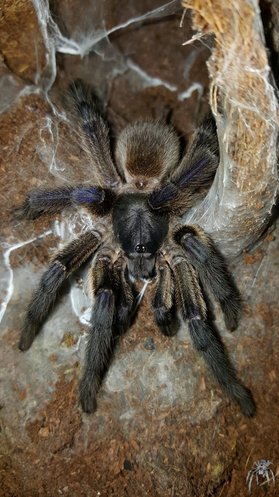 Monocentropus balfouri (Socotra Island Blue Baboon)