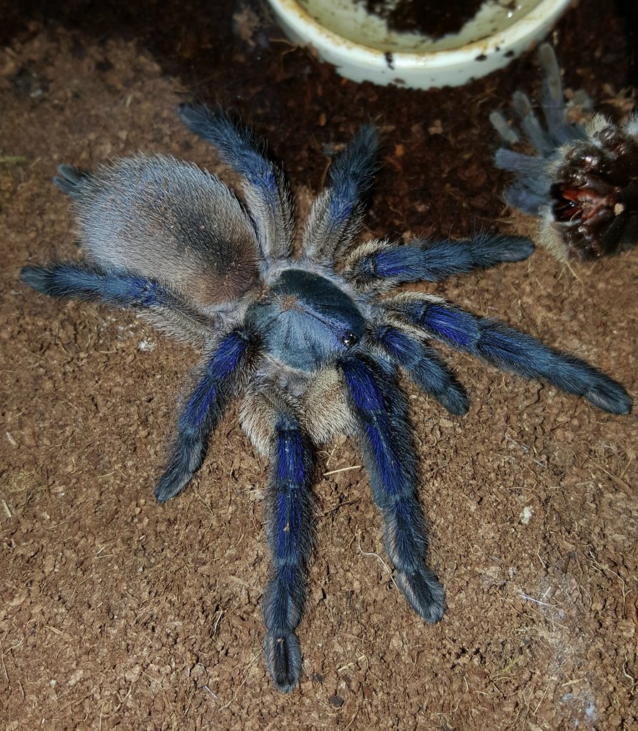 Monocentropus balfouri (Socotra Island Blue Baboon)