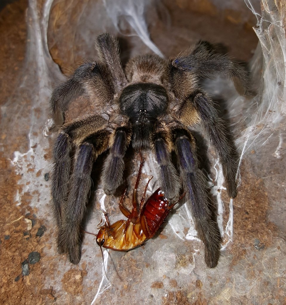 Monocentropus balfouri (Socotra Island Blue Baboon)