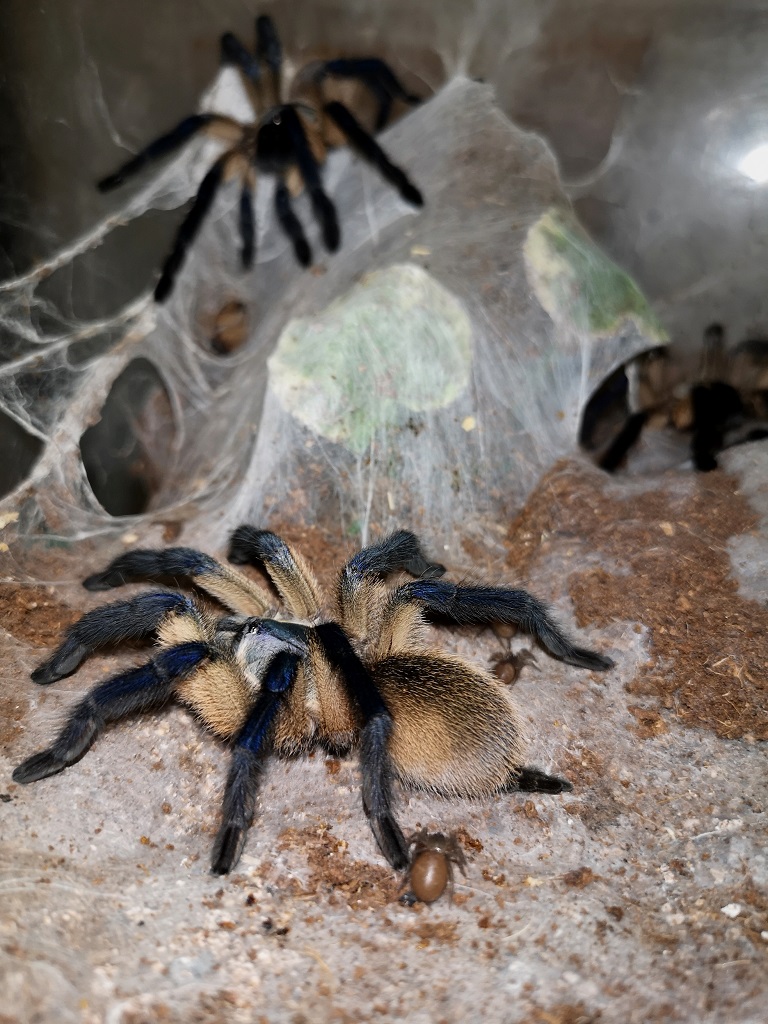 Monocentropus balfouri (Socotran Blue Baboon)