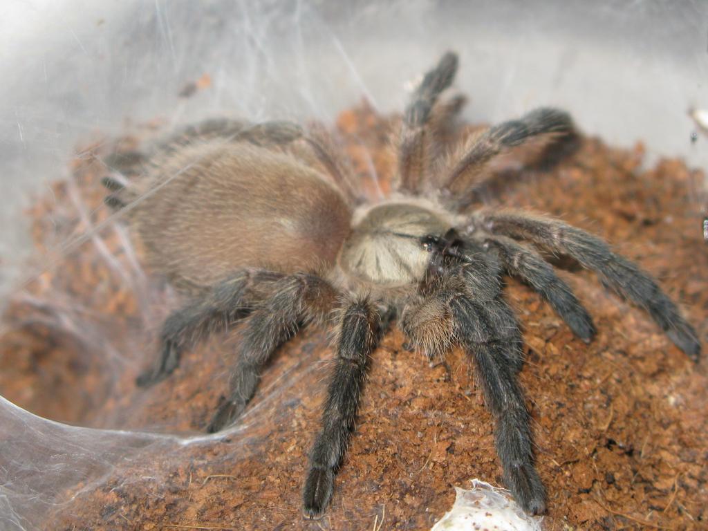 Monocentropus Balfouri