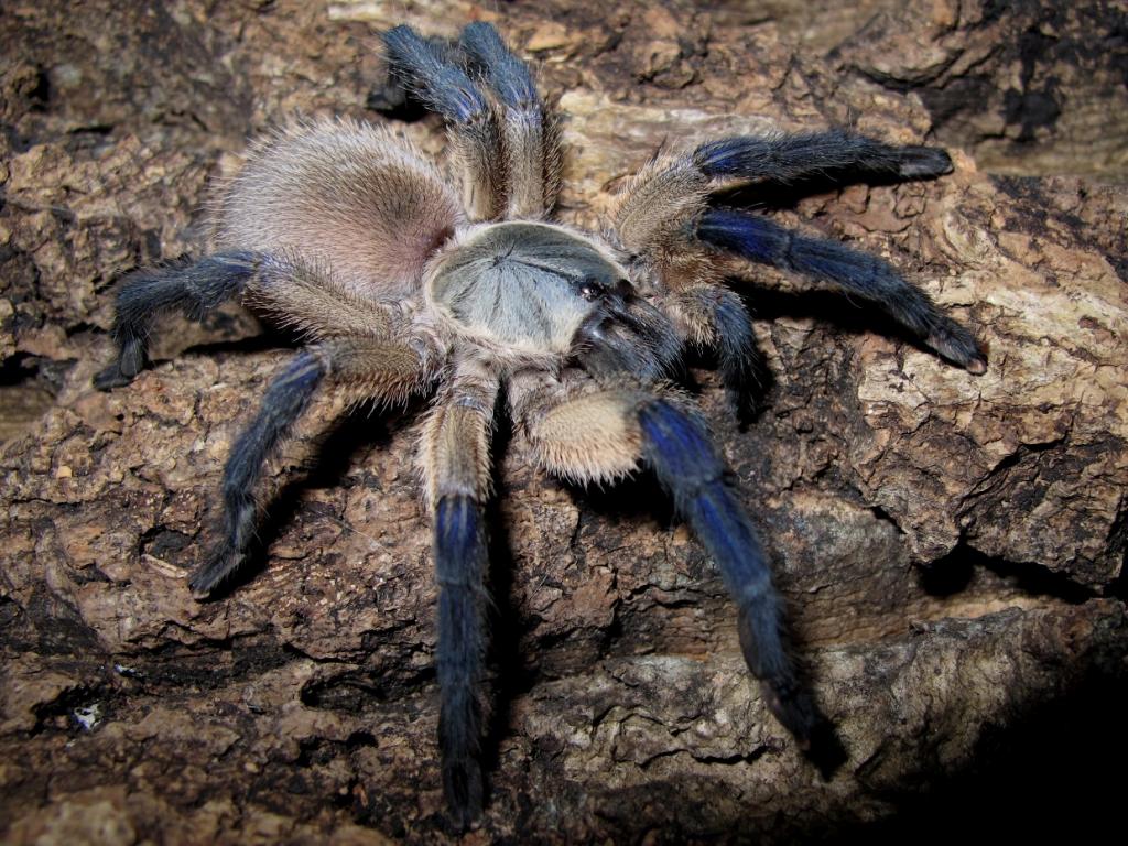 Monocentropus balfouri