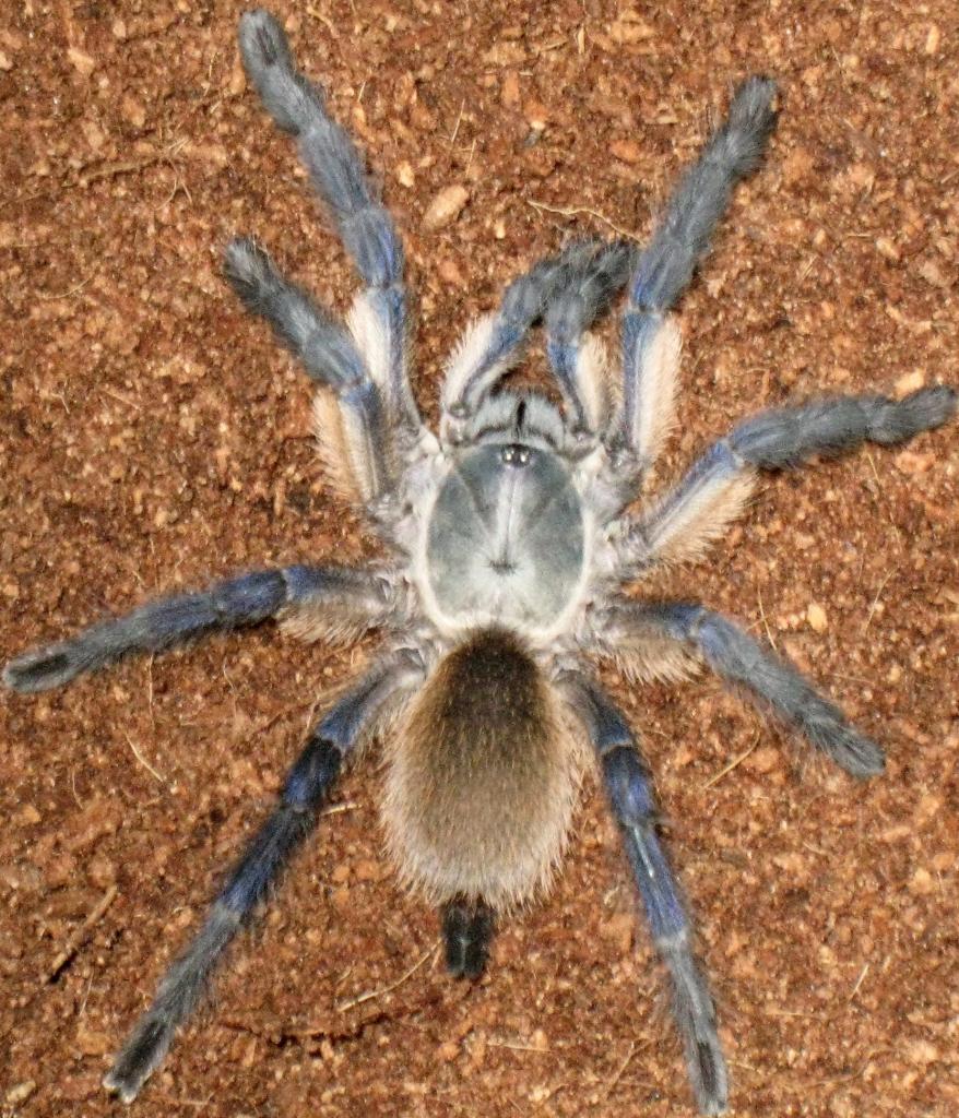 Monocentropus Balfouri