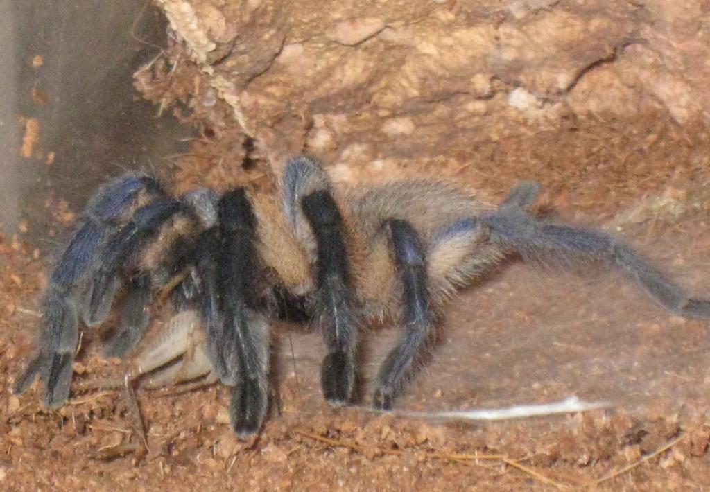 Monocentropus Balfouri