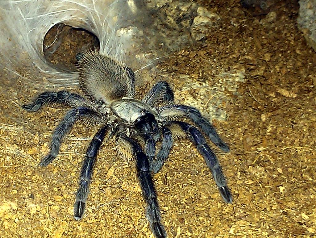 Monocentropus balfouri