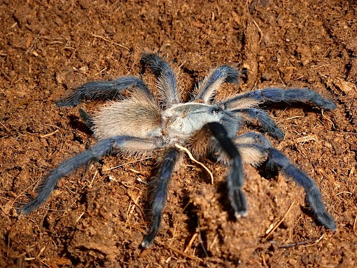 Monocentropus balfouri