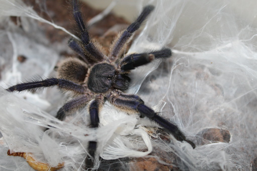 Monocentropus Balfouri