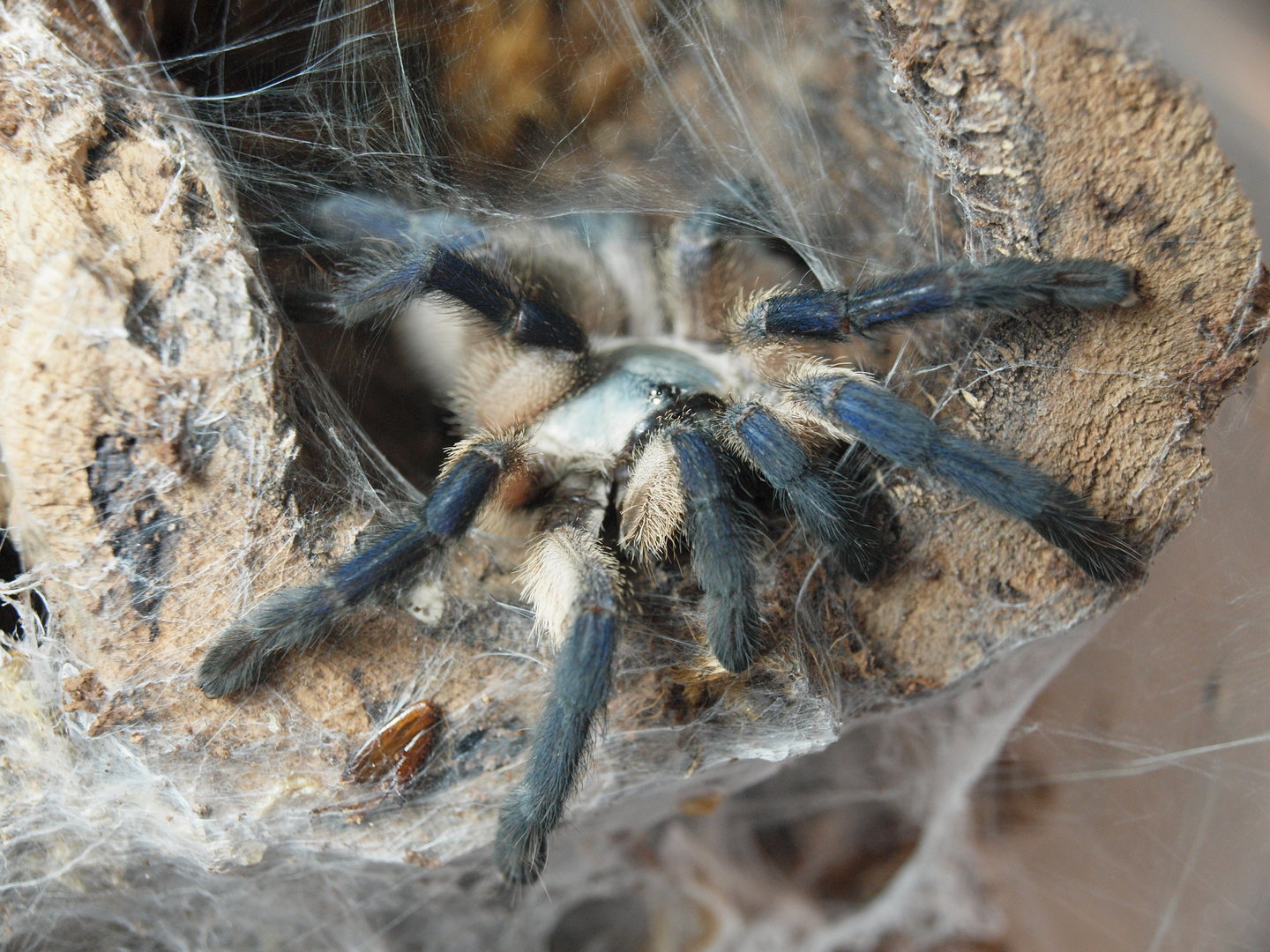 Monocentropus balfouri