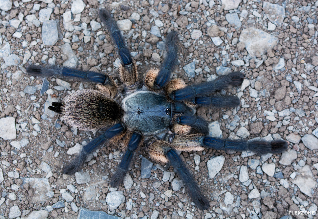 Monocentropus balfouri