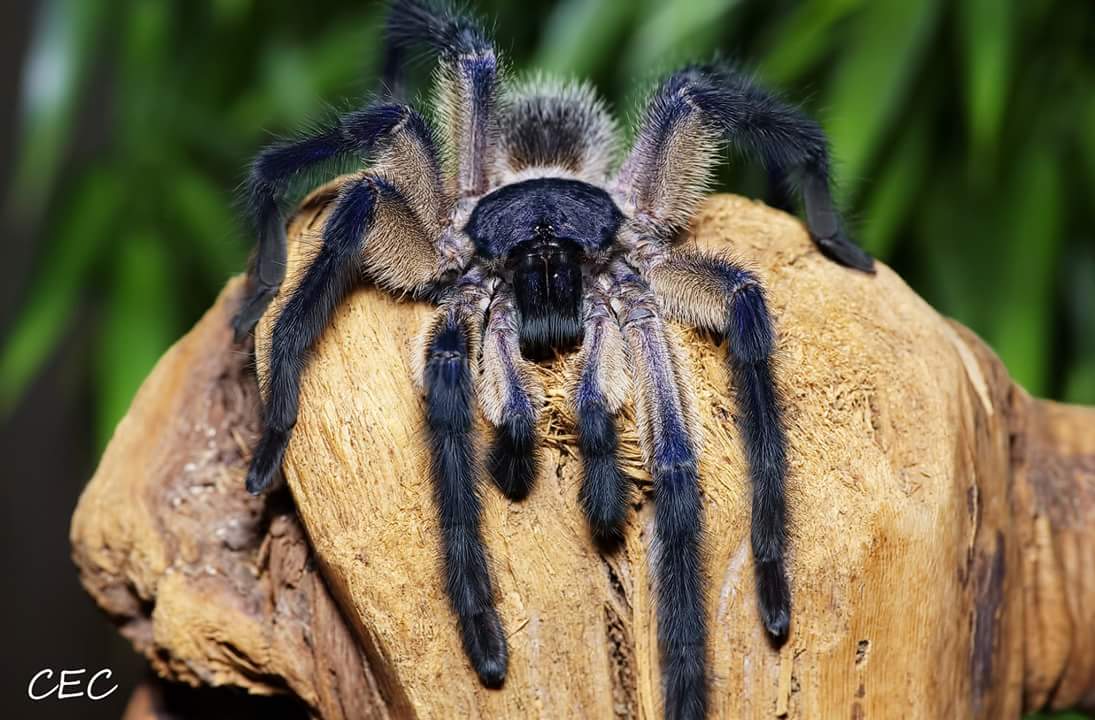 Monocentropus balfouri