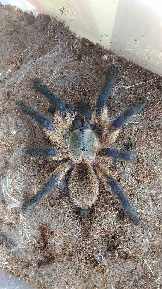 Monocentropus Balfouri