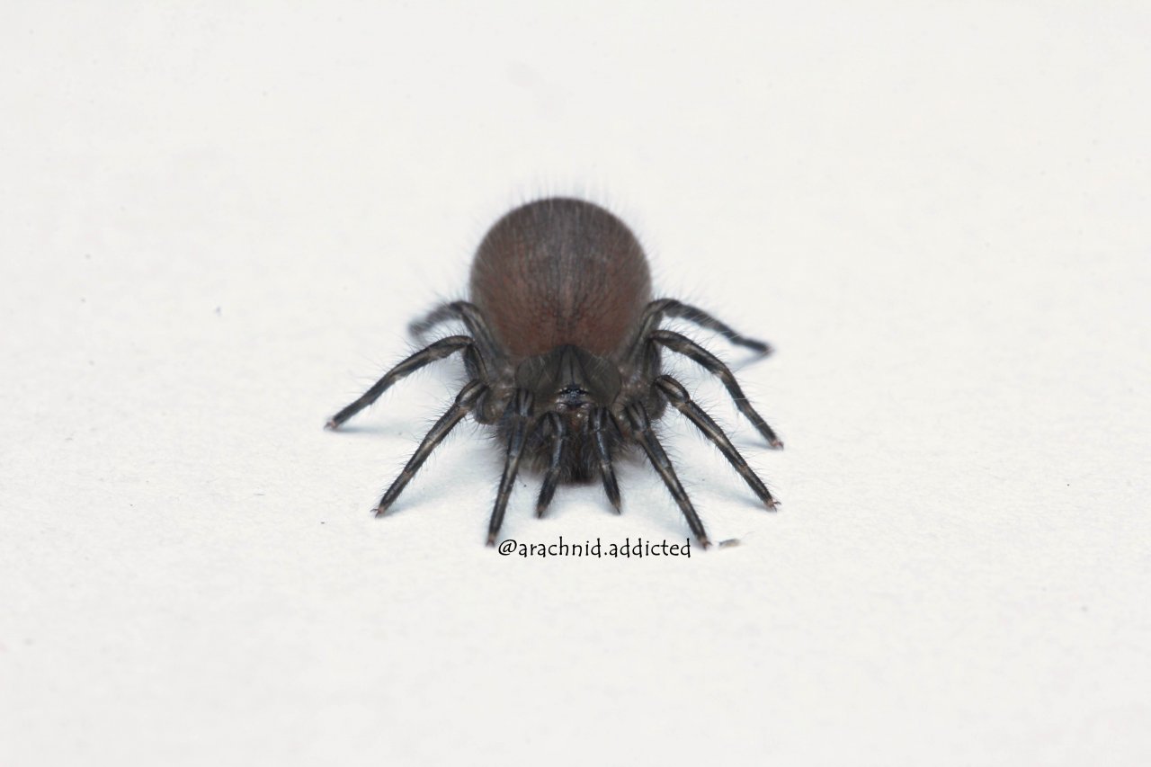 Monocentropus balfouri.