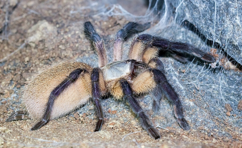 Monocentropus balfouri