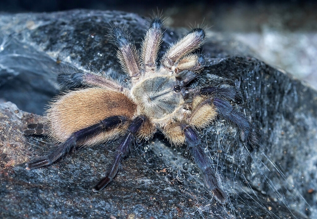 Monocentropus balfouri