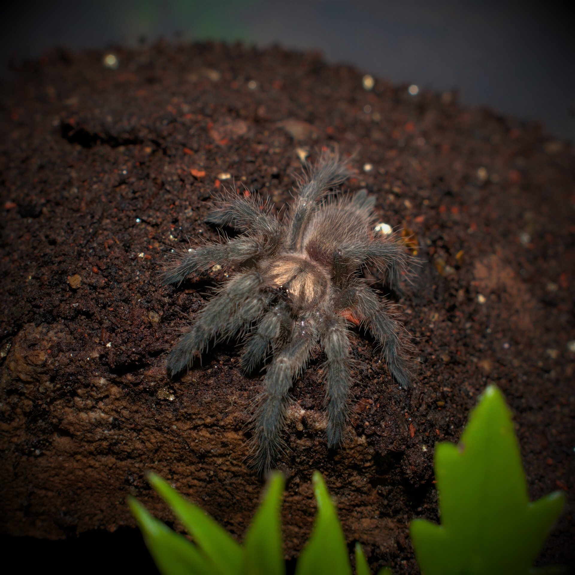 Monocentropus balfouri