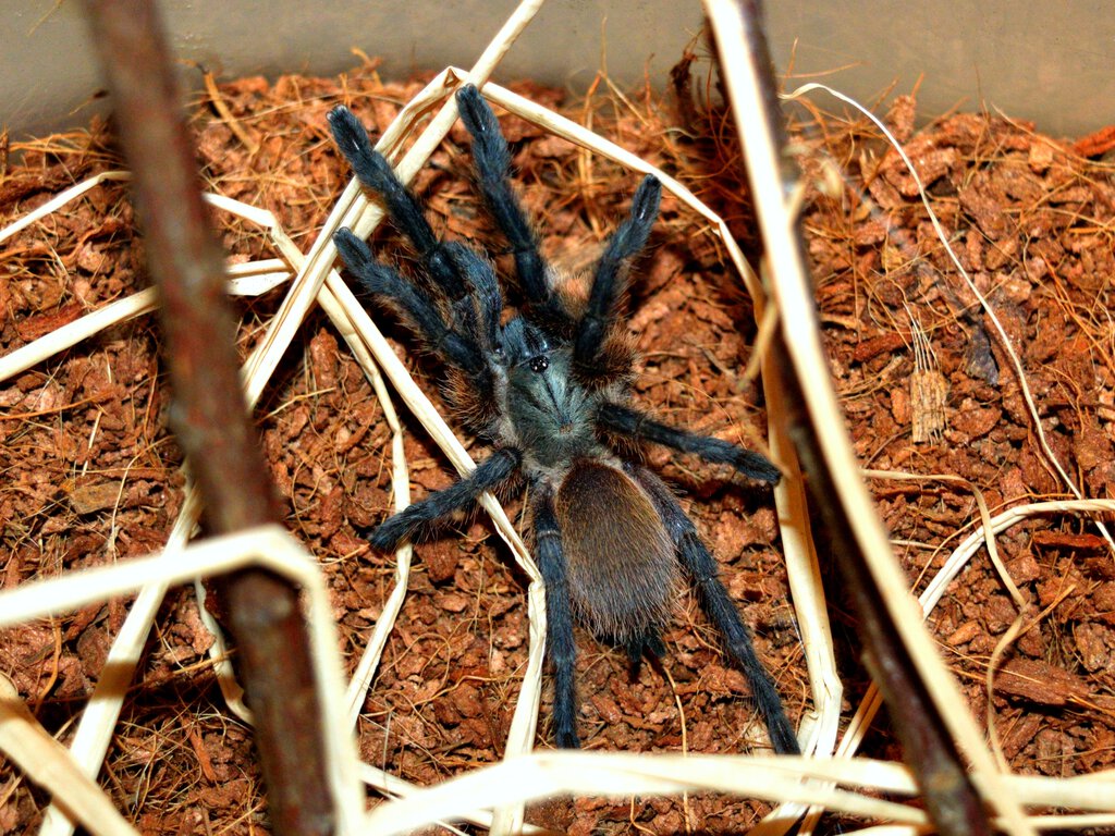 Monocentropus balfouri