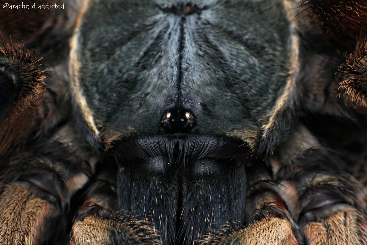 Monocentropus balfouri.