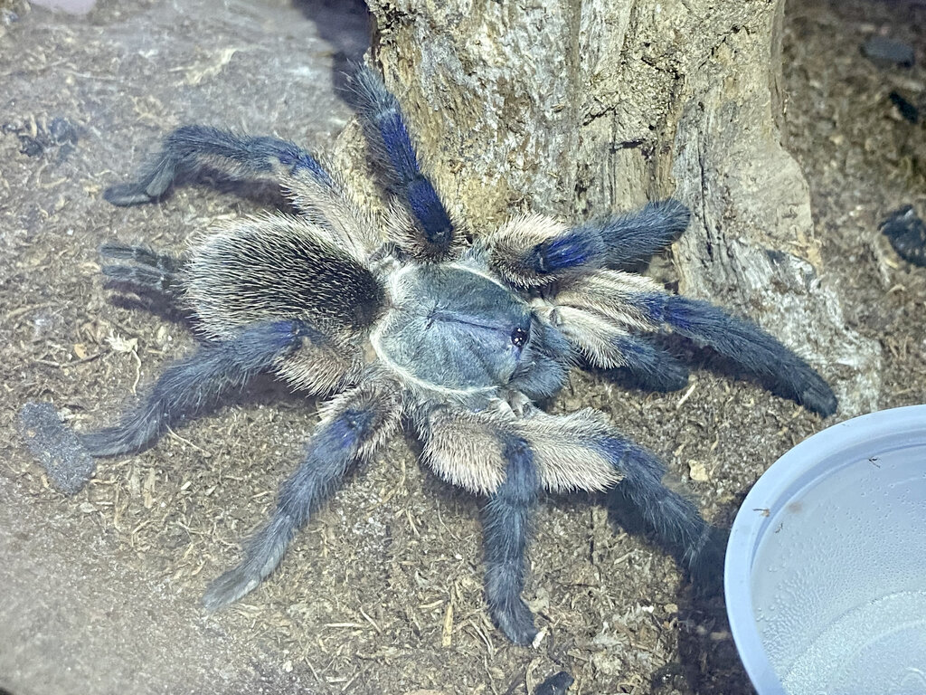 Monocentropus balfouri