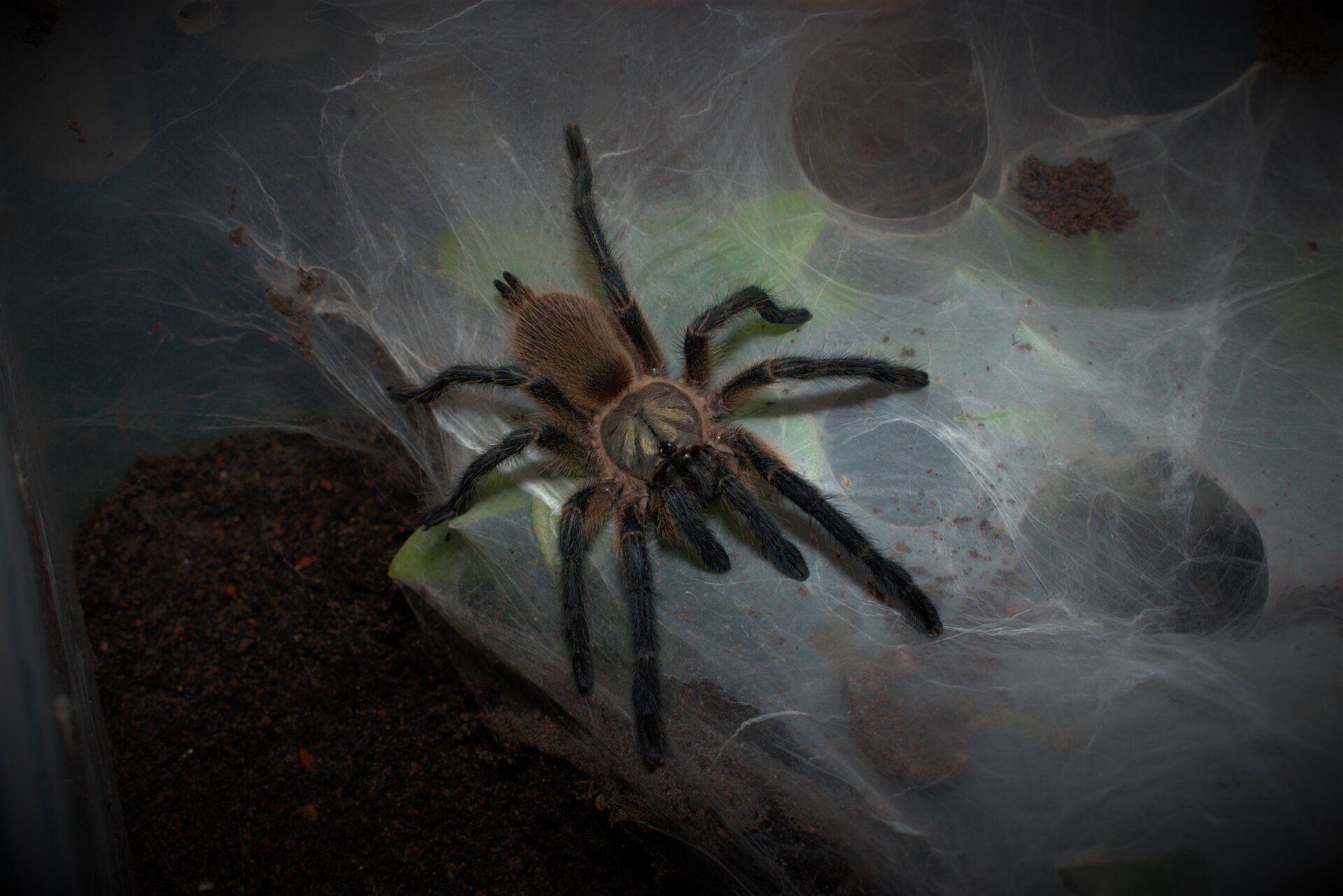 Monocentropus balfouri