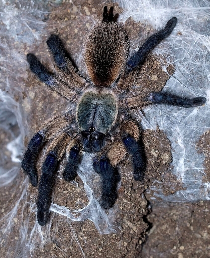 Monocentropus balfouri